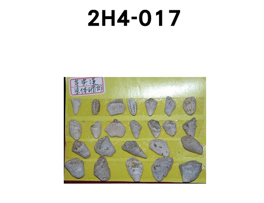 單體珊瑚