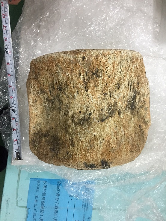 鯨魚椎骨