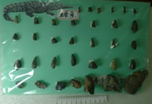 鱷魚