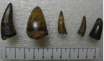 鱷魚齒