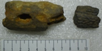 鱷魚齒骨