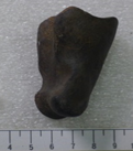 牛趾骨