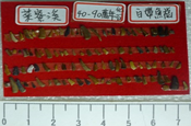 白帶魚齒
