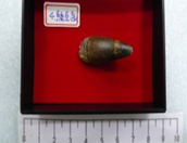 鱷魚齒