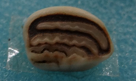 鯉魚齒