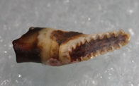 草魚齒