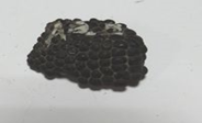 魚齒